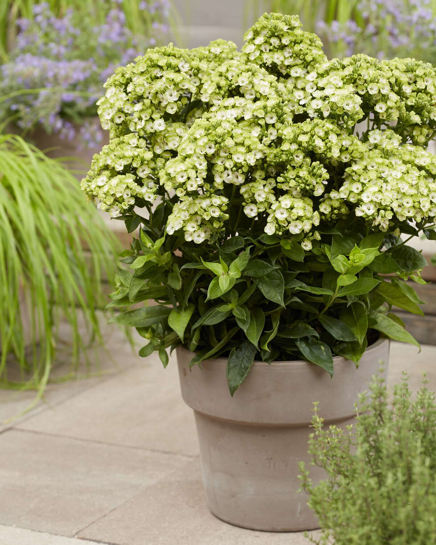 Syysleimu 'Orchid Green'